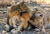 Couple de lion