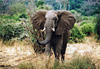El�phant