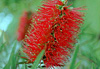 Madeira - l�ile aux fleurs