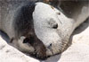 Lion de sable