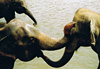 Baiser d��l�phant