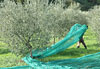 Cueillette des olives