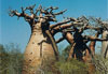 Baobabs ob�ses