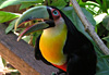 Toucan