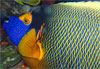 Poisson ange