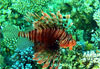 lionfish