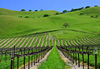 Vignes californiennes