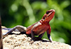 L�zard