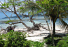 Cocotier � la Digue