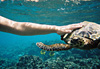Tutu la Tortue