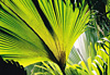 Seychelles