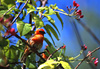 Cardinal