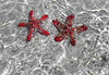 Etoiles de mer