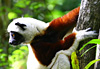 Sifaka