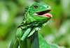 Iguane