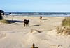 Vaches � Cabo Polonio