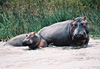 Hippo M�re et Fille