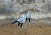 Messager Sagittaire -Secretary Bird