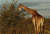 Girafe
