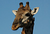 Girafe