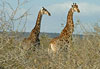 Mister & Miss girafe