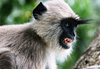 Un singe en col�re...