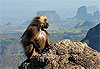 Baboin gelada