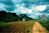 Plantations de tabac