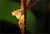 Grenouille arboricole