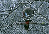 Fous � pieds rouges