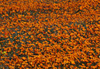 Parterre de fleurs au Namaqualand