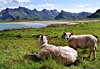 moutons