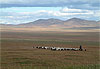 Berger dans l�immensit� de la Mongolie
