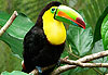 Toucan todo macanudo