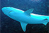 Requin blanc
