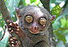 Tarsier