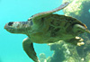 Tortue marine