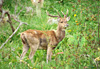 Cervid� sur la route vers Marla