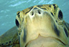 Tortue verte