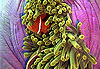 An�mone mauve et locataires � Ribbon Reefs