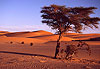 Dans les dunes