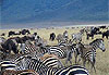 Savane et rayures