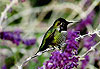Colibri