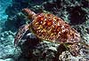 tortue de polyn�sie