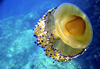 Meduse Oeuf au plat � Voidokilia