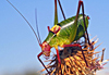 Insecte 