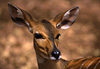 antilope