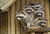 Ratons laveurs