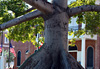 arbre g�ant