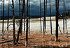 Lodgepole Pines